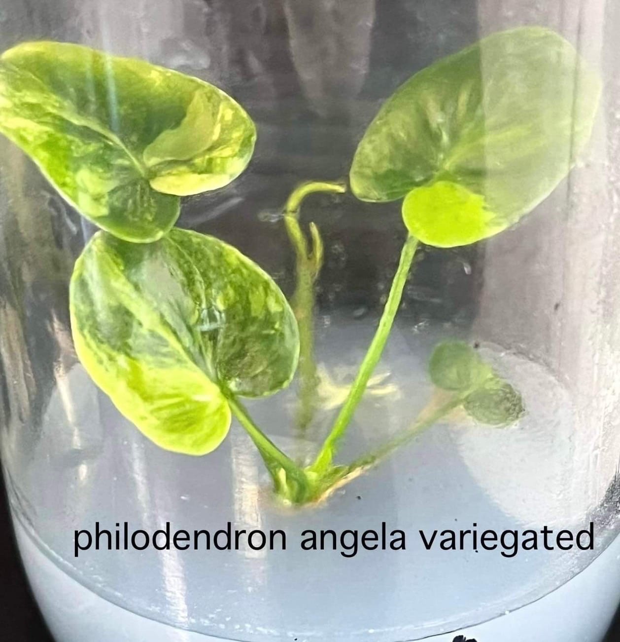 Philodendron Angela Variegated Tissue Culture (PRE-ORDER)-TC94