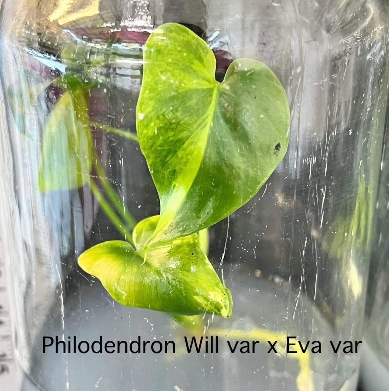 Philodendron Wil Variegated X Eva Variegated Tissue Culture (PRE-ORDER)-TC97