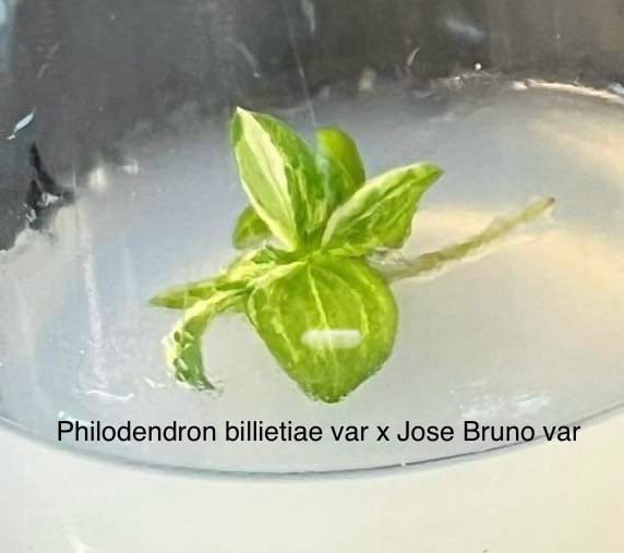 Philodendron Billietiae Variegated X Jose Buono Variegated Tissue Culture (PRE-ORDER)-TC96