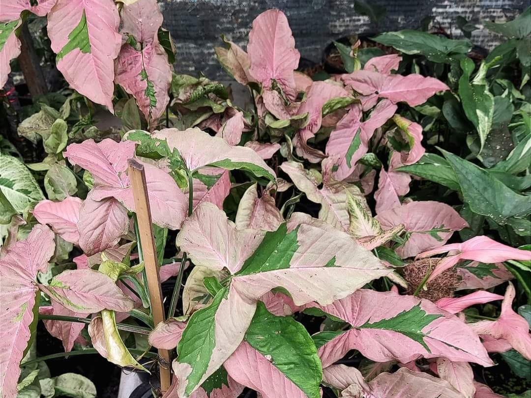 Syngonium Pink Lava (PRE-ORDER)-JUL46