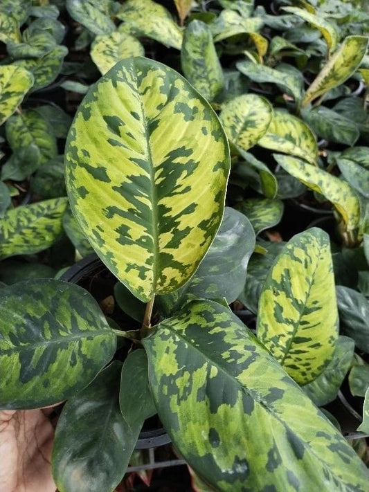 Aglaonema wallisii  (PRE-ORDER) -JUL30