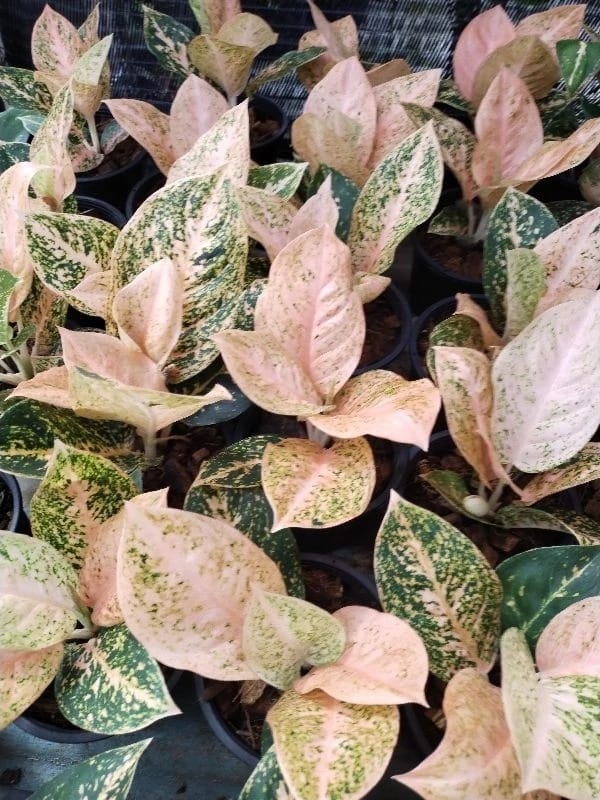 Aglaonema SP light pink speckles (PRE-ORDER) -JUL29