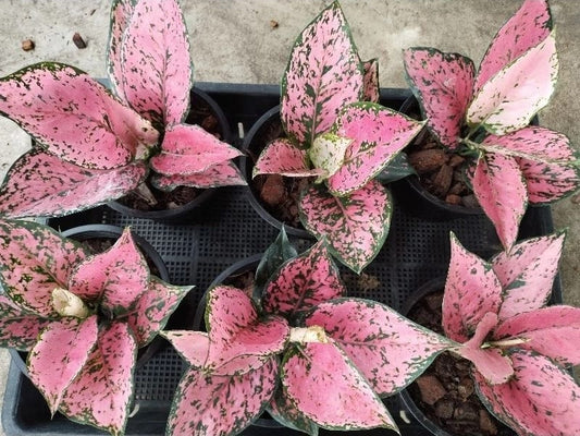 Aglaonema Darker Pink Speckles (PRE-ORDER) -JUL31