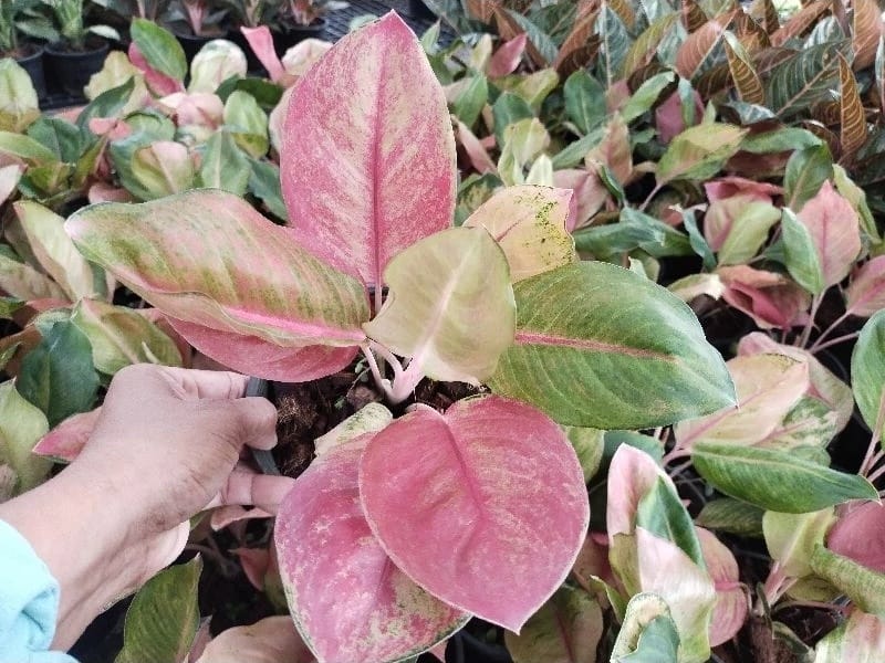 Aglaonema Miss World (PRE-ORDER) -JUL26