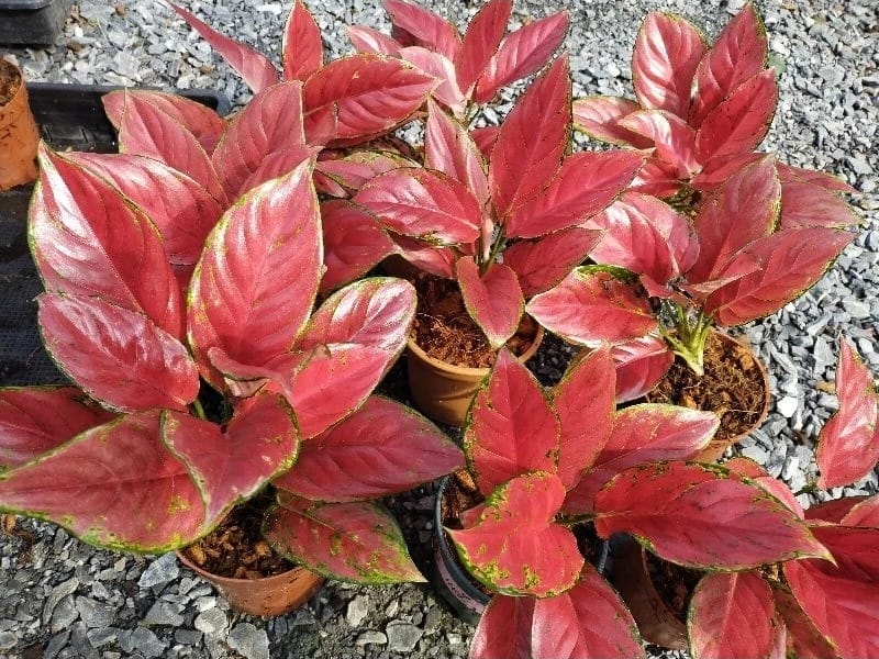 Aglaonema Red SP (Type B) (PRE-ORDER) -JUL24