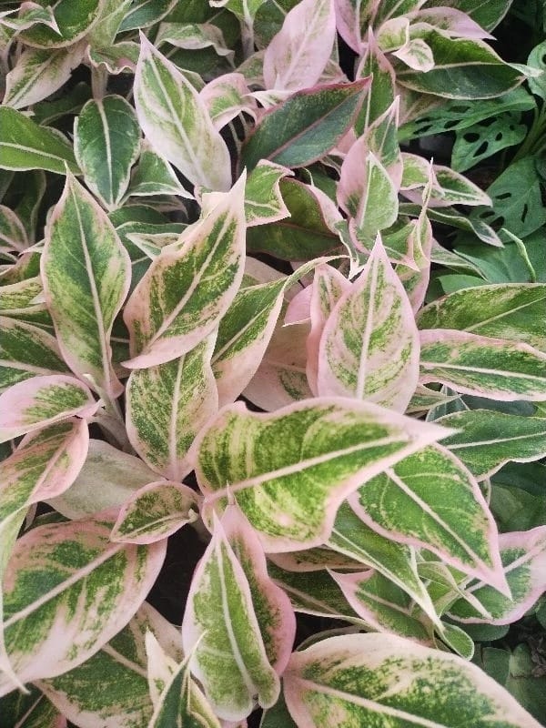 Aglaonema Pink Edge (PRE-ORDER) -JUL32