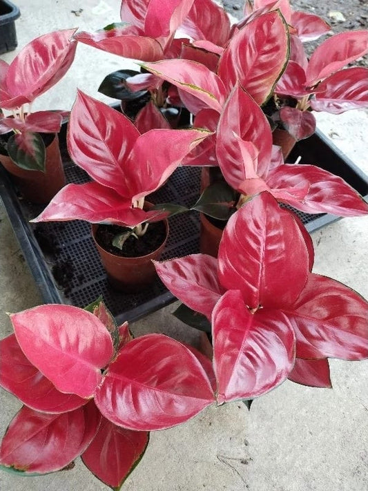 Aglaonema Red SP (Type B) (PRE-ORDER) -JUL23