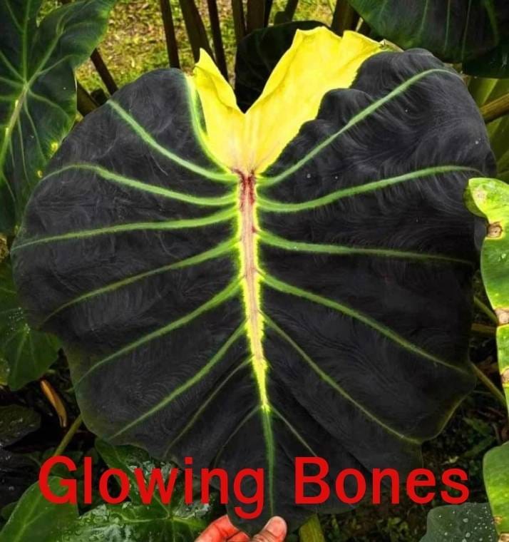 Colocasia Glowing Bones (PRE-ORDER)-COLO05