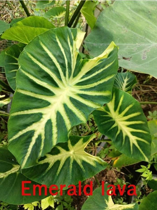 Colocasia Emerald Lava (PRE-ORDER)-COLO30