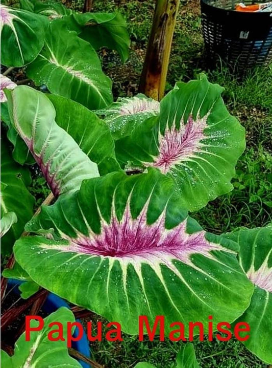 Colocasia Papua Manise (PRE-ORDER)-COLO011