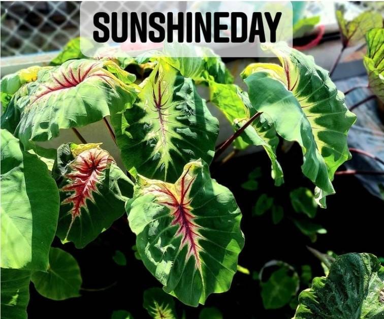 Colocasia SunshineDay (PRE-ORDER)-COLO19