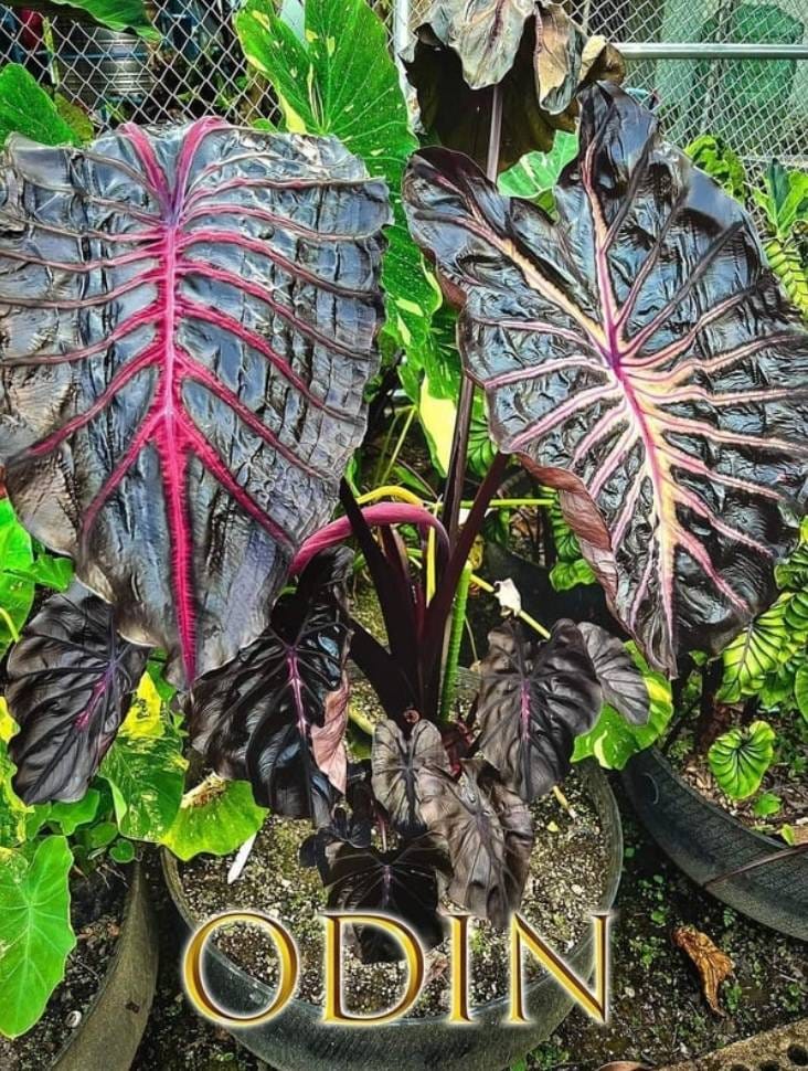 Colocasia Odin (PRE-ORDER)-COLO21