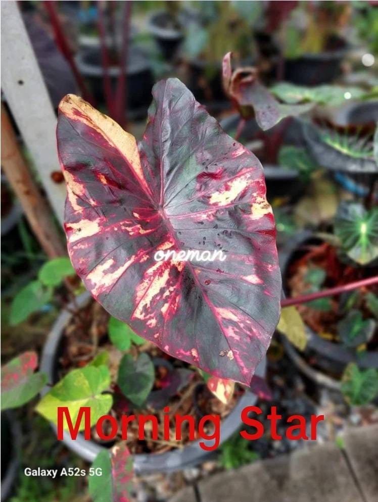 Colocasia Morning Star (PRE-ORDER)-COLO32