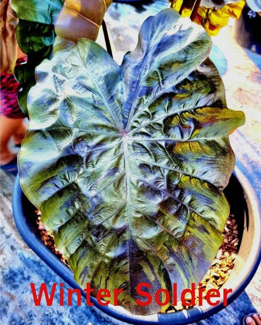 Colocasia Winter Soldier (PRE-ORDER)-COLO69