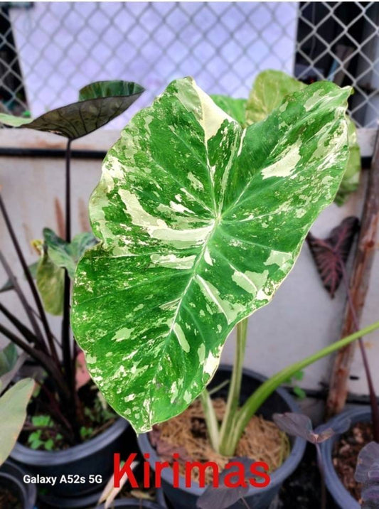 Colocasia Kirimas (PRE-ORDER)-COLO07