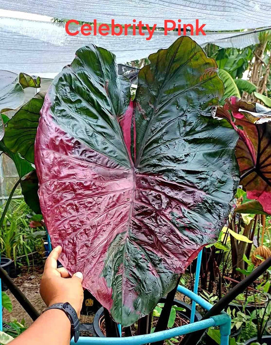 Colocasia Celebrity Pink  (PRE-ORDER)-COLO44