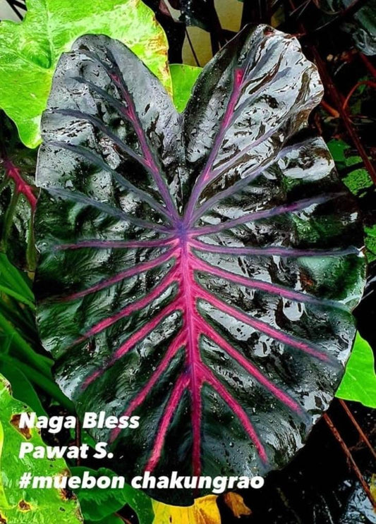 Colocasia Naga Bless (PRE-ORDER)-COLO08