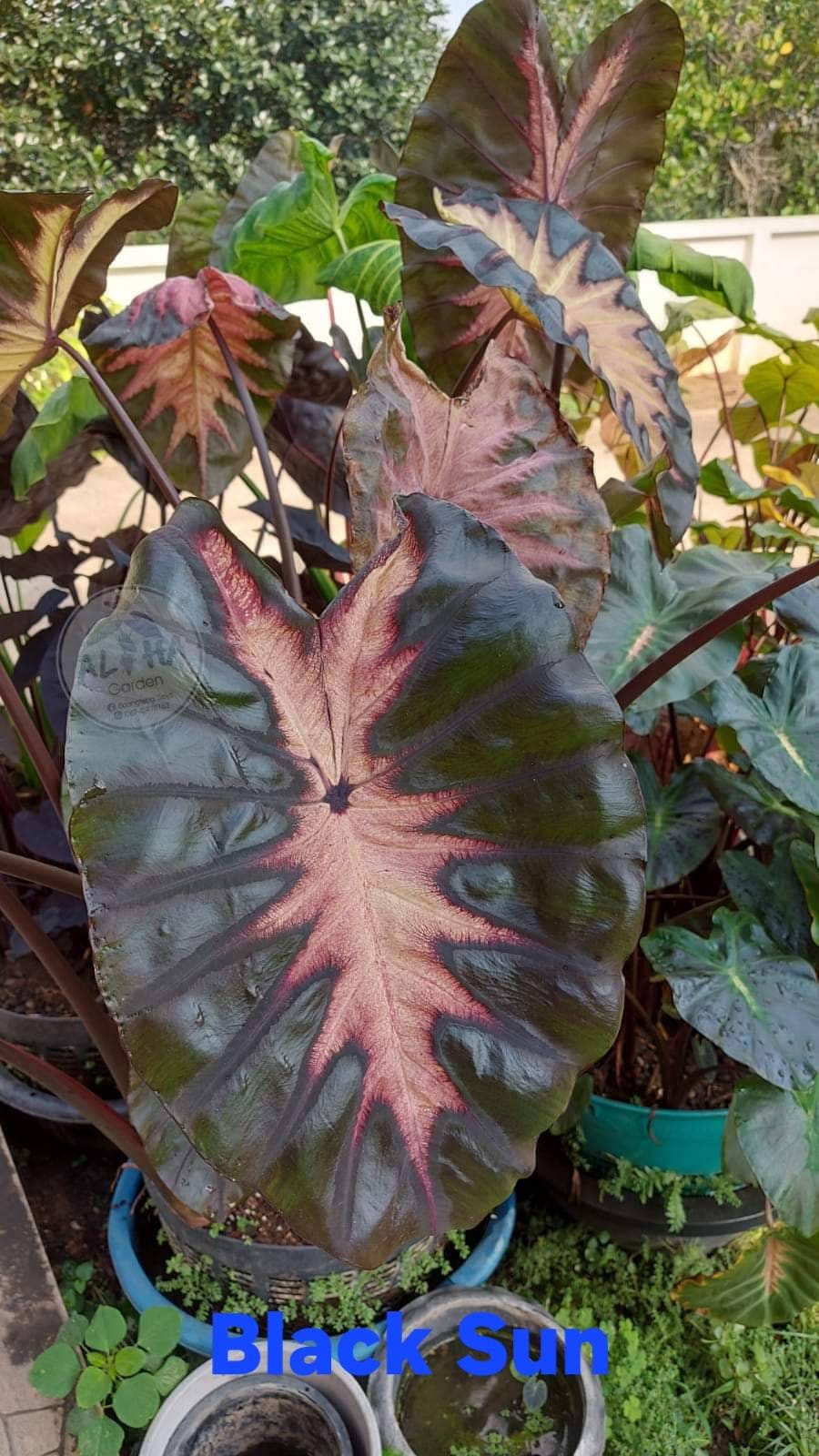 Colocasia Snake eyes (PRE-ORDER)-COLO23