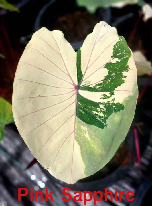 Colocasia Pink sapphire (PRE-ORDER)-COLO55