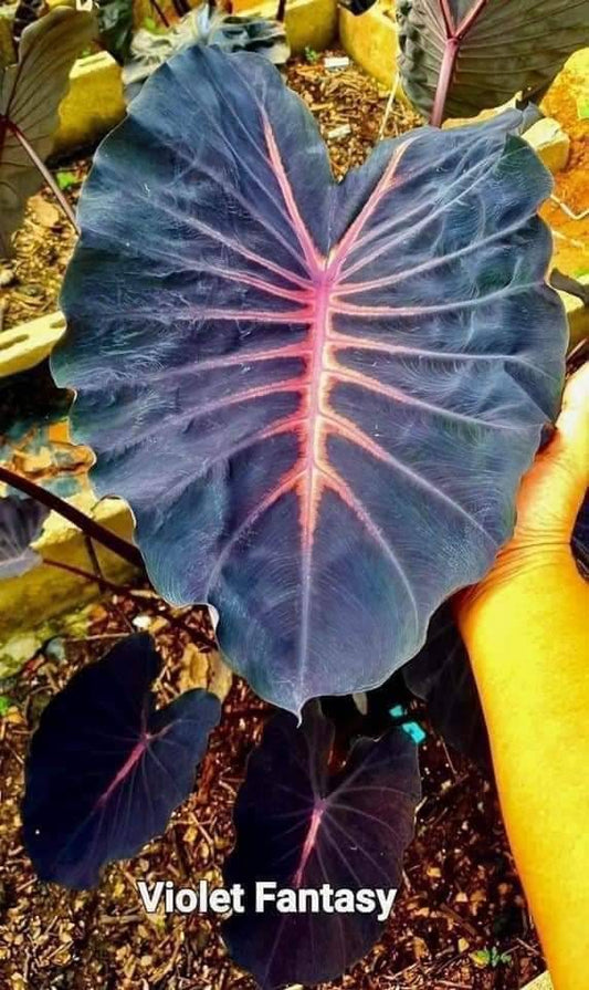 Colocasia Violet fantasy (PRE-ORDER)-COLO010