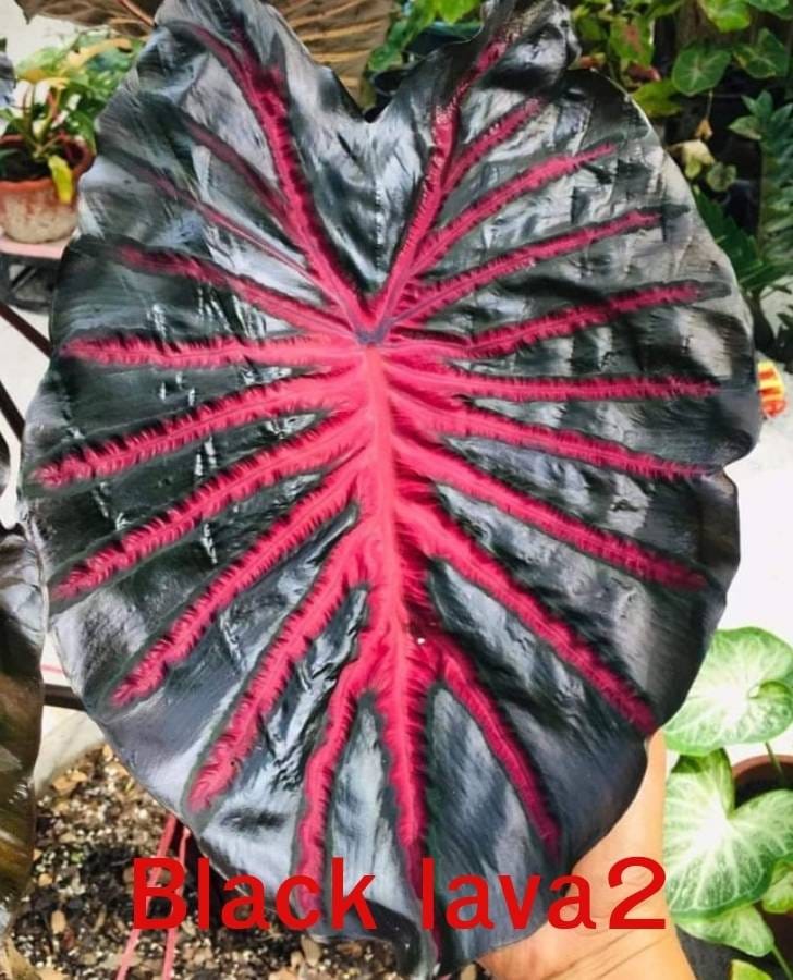 Colocasia Black lavaNo.2 (PRE-ORDER)-COLO25