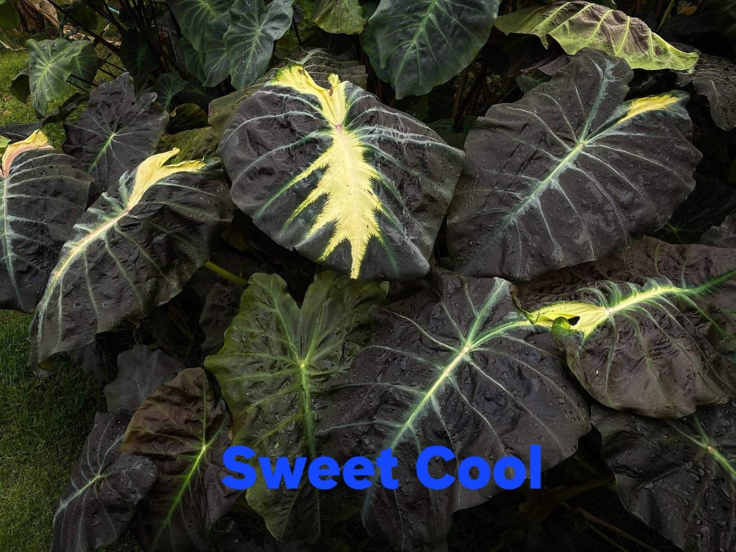 Colocasia Sweet Cool (PRE-ORDER)-COLO50