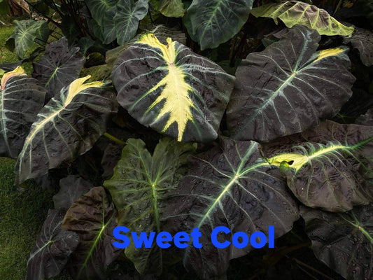 Colocasia Sweet Cool (PRE-ORDER)-COLO50