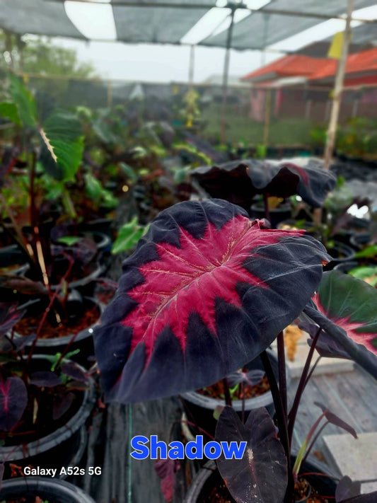 Colocasia Shadow (PRE-ORDER)-COLO35