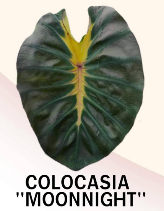 Colocasia Moon night (PRE-ORDER)-COLO47