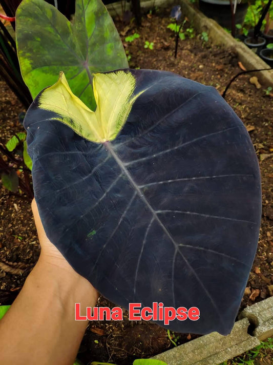 Colocasia Luna Eclipse (PRE-ORDER)-COLO45