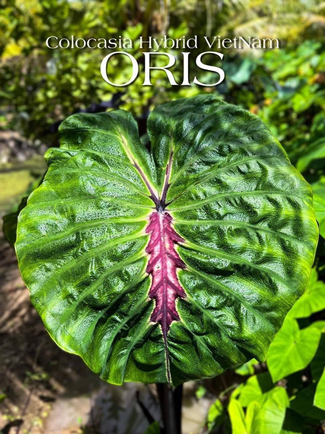 Colocasia Oris (PRE-ORDER)-COLO59