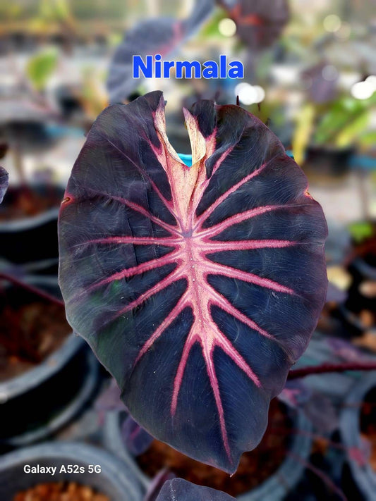 Colocasia Nirmala (PRE-ORDER)-COLO01