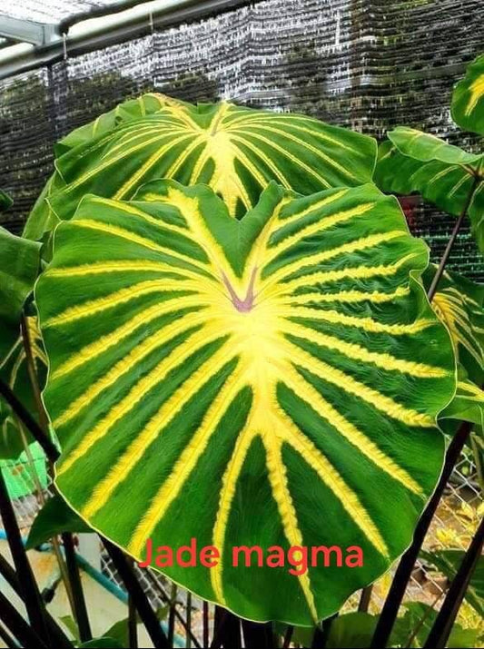 Colocasia Jade magma (PRE-ORDER)-COLO58