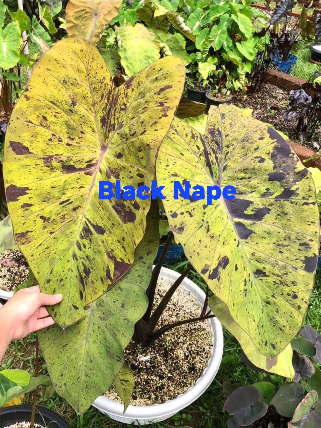 Colocasia Black Nape (PRE-ORDER)-COLO56