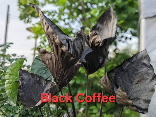 Colocasia Black Coffee  (PRE-ORDER)-COLO67