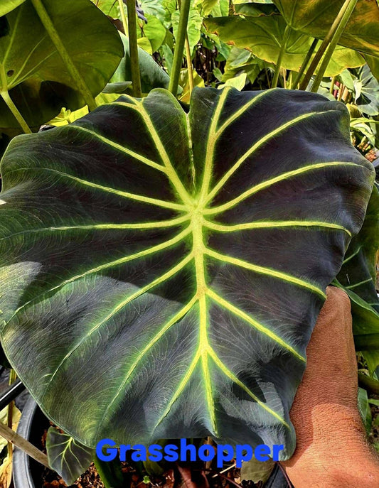 Colocasia Grasshopper (PRE-ORDER)-COLO49