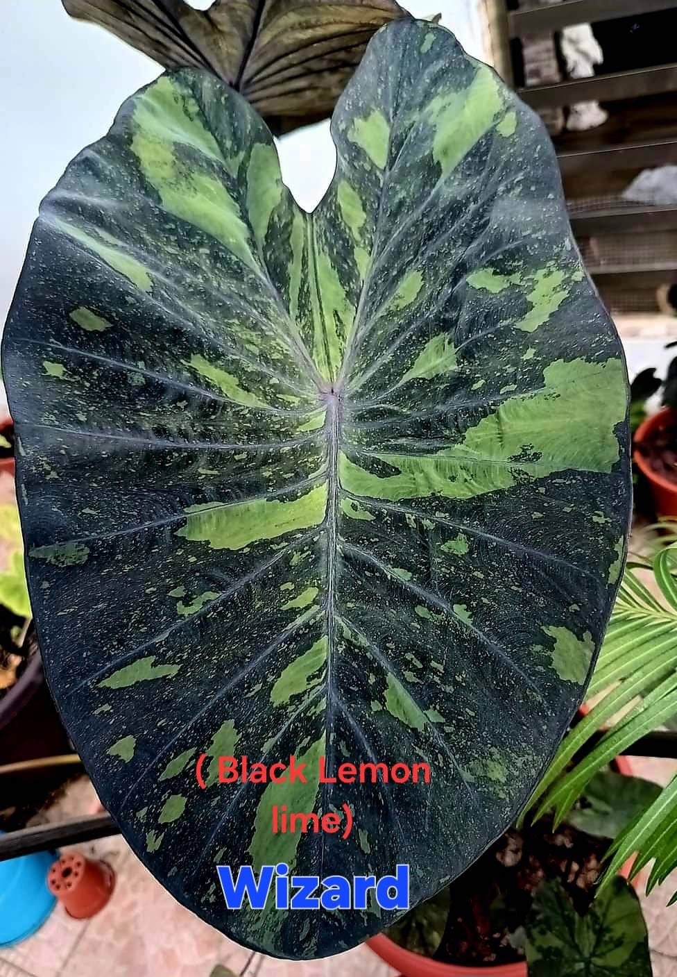 Colocasia Wizard (Black lemon) (PRE-ORDER)-COLO68