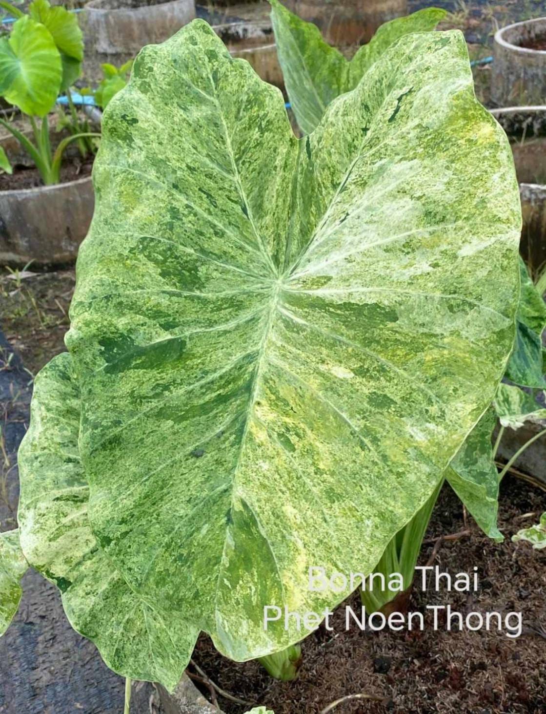 Colocasia Phet Noen Thong (PRE-ORDER)-COLO80