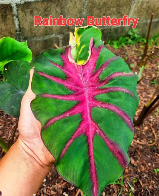 Colocasia Rain Bow Butterfly (PRE-ORDER)-COLO29