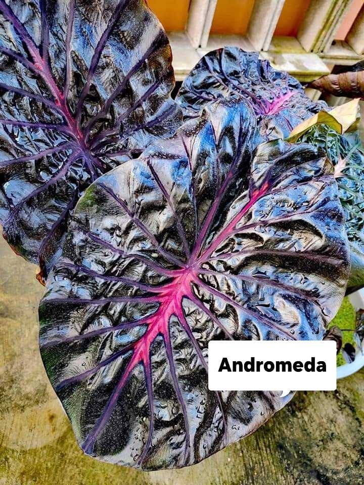 Colocasia Andromeda (PRE-ORDER)-COLO76