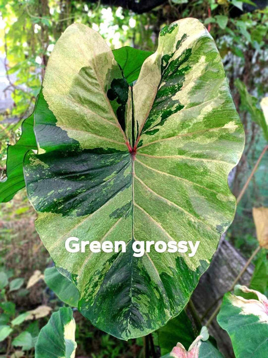 Colocasia Green Grossy (PRE-ORDER)-COLO48