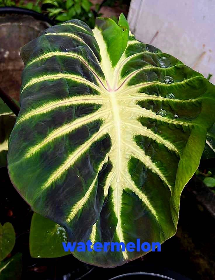 Colocasia Water Melon (PRE-ORDER)-COLO53