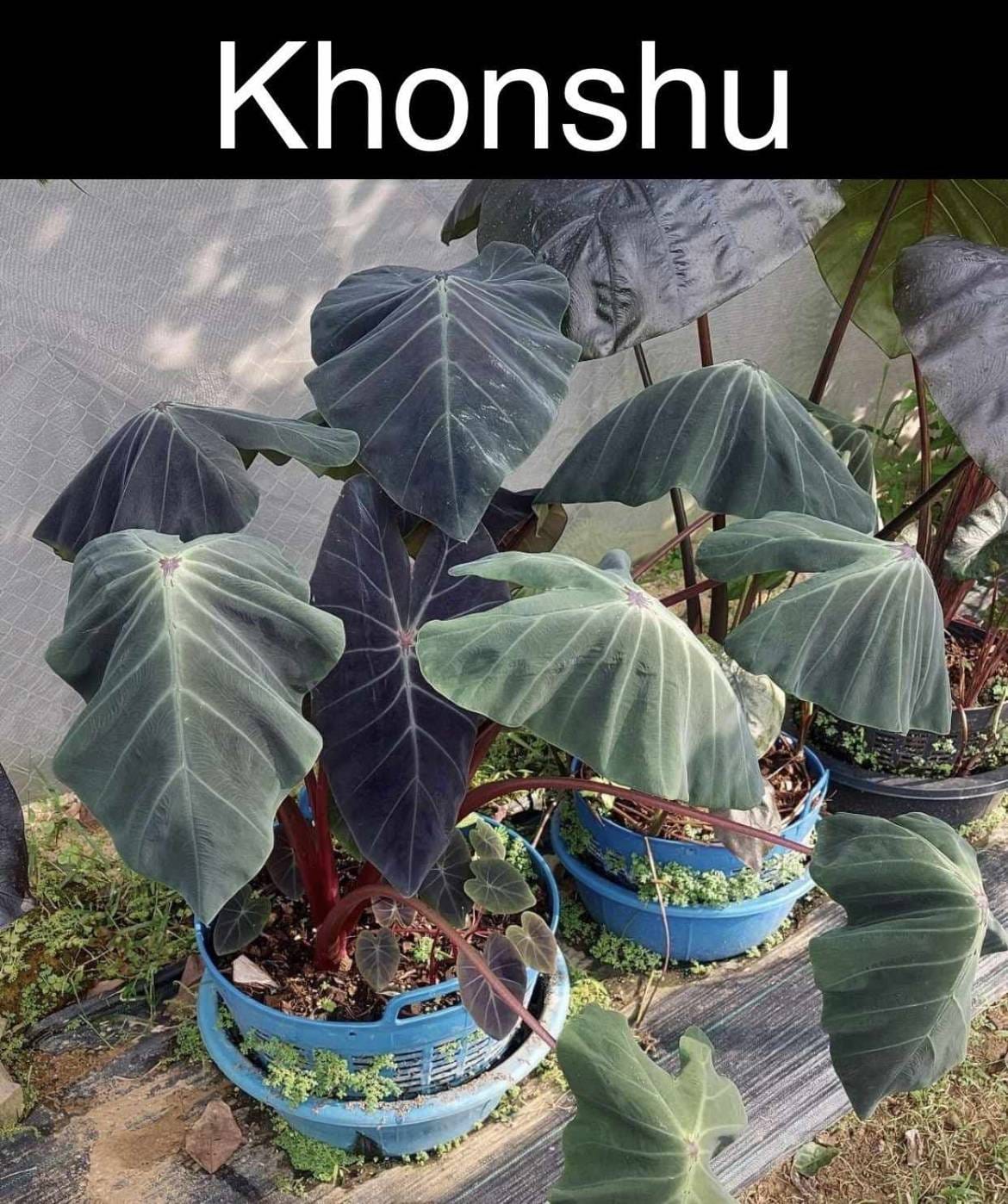 Colocasia Khonshu (PRE-ORDER)-COLO84