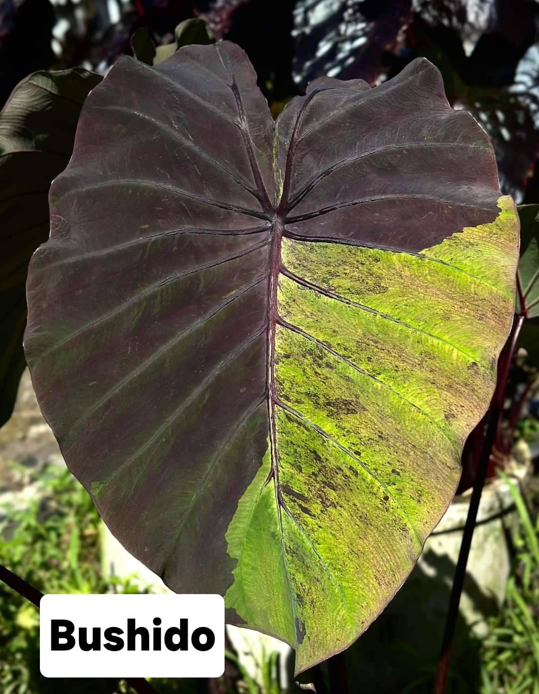 Colocasia Bushido  (PRE-ORDER)-COLO62