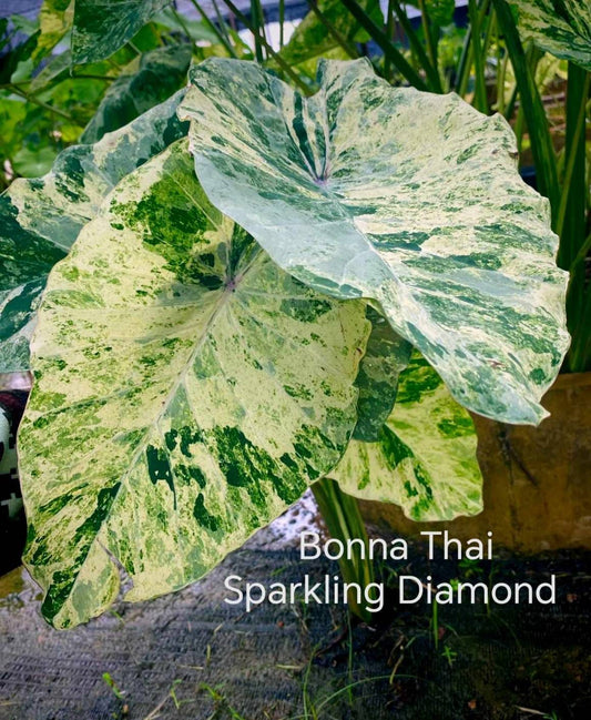 Colocasia Sparkling Diamond (PRE-ORDER)-COLO77