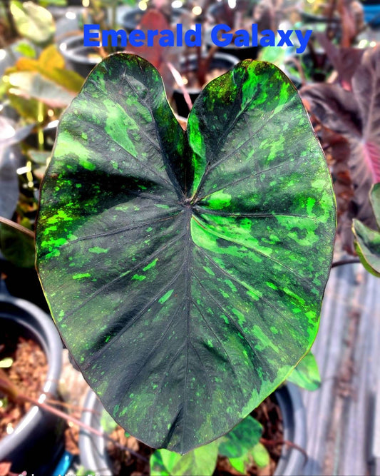 Colocasia Emerald Galaxy (PRE-ORDER)-COLO34