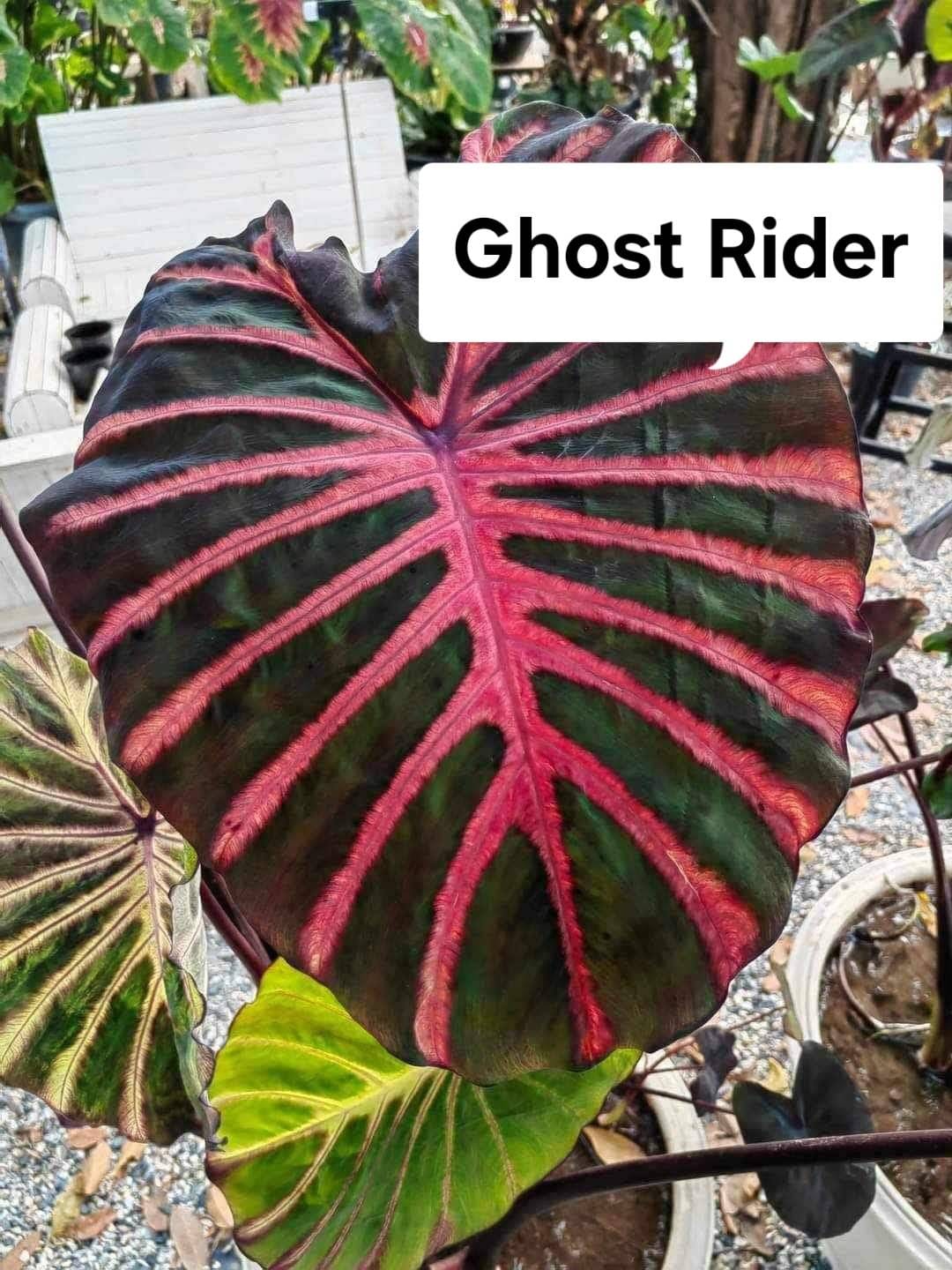 Colocasia Ghost Rider (PRE-ORDER)-COLO66