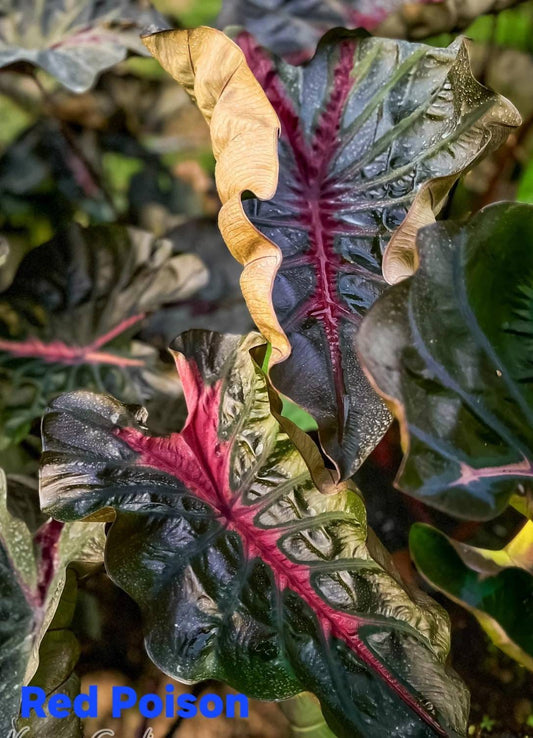 Colocasia Red Poison (PRE-ORDER)-COLO61