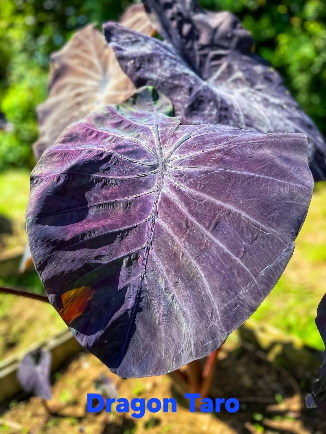 Colocasia Dragon Taro (PRE-ORDER)-COLO60