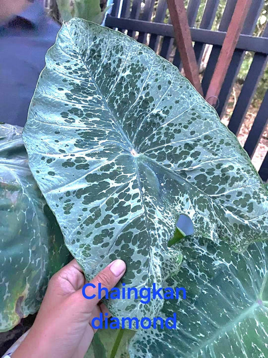 Colocasia Chiangkhan Diamond (PRE-ORDER)-COLO04